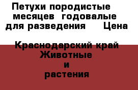 Петухи породистые (8 месяцев; годовалые) для разведения.  › Цена ­ 3500-4000 - Краснодарский край Животные и растения » Птицы   